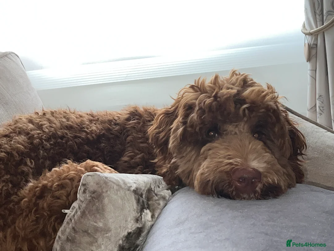 Mixed Breed dogs for sale: Exceptional Australian labradoodle /Double Doodles - Advert 9