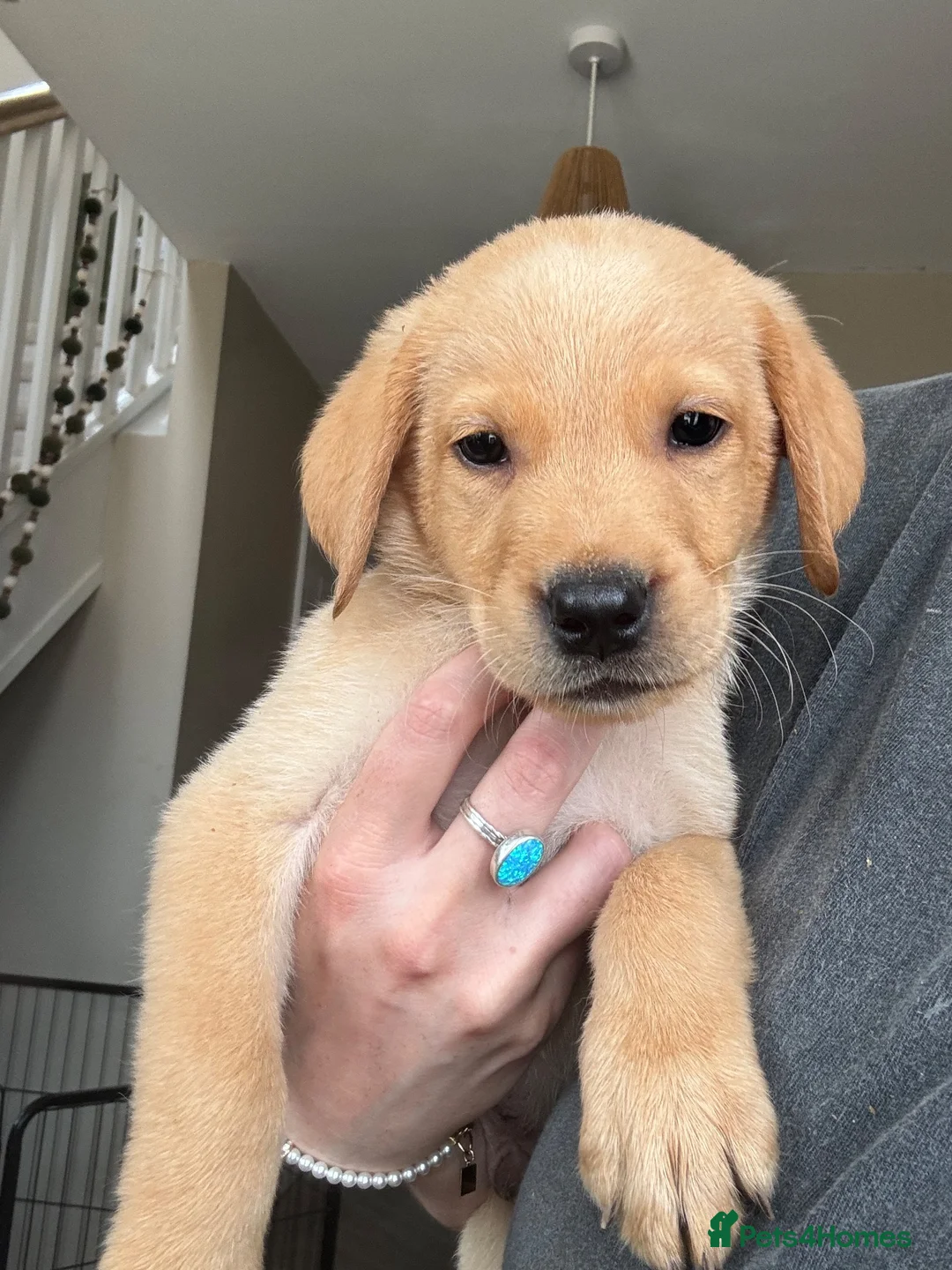Labrador Retriever dogs for sale: Golden Labrador puppy (shorthair) - Advert 2