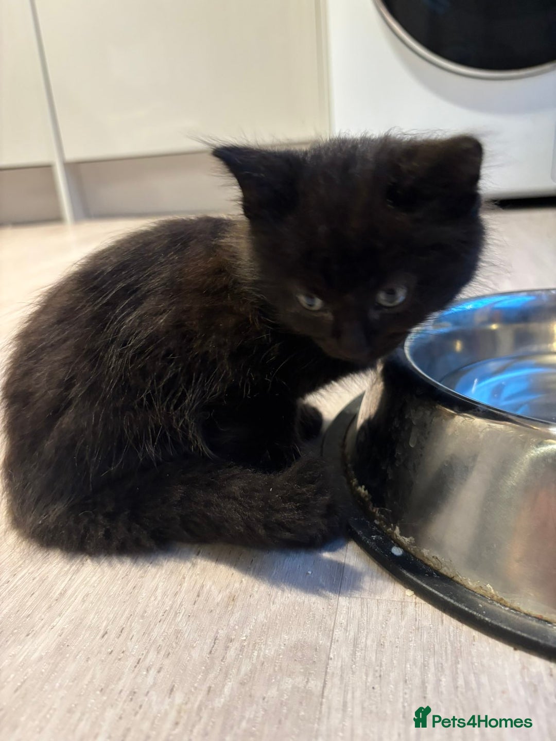 British Longhair cats for sale: Black fluffy kitten - Image 4