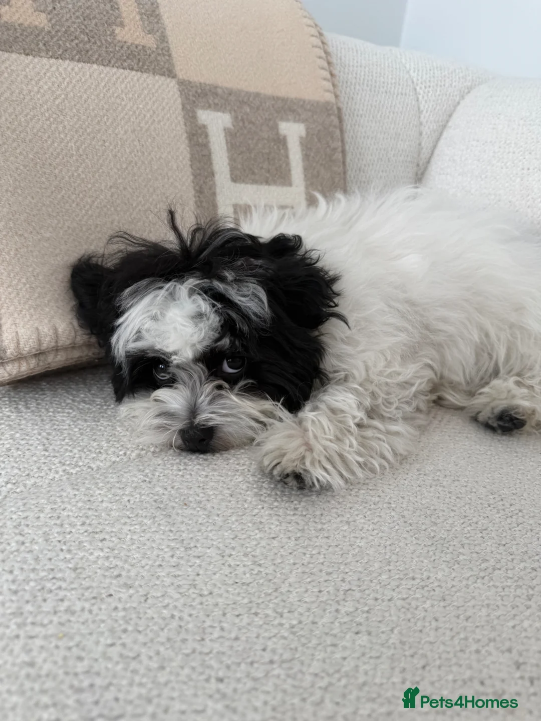 Maltipoo dogs for sale: Beautiful Maltipoo puppy in a RARE colour in London - Advert 1