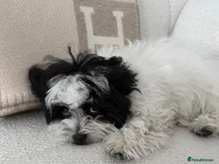 Maltipoo dogs Beautiful Maltipoo puppy in a RARE colour - Advert 12