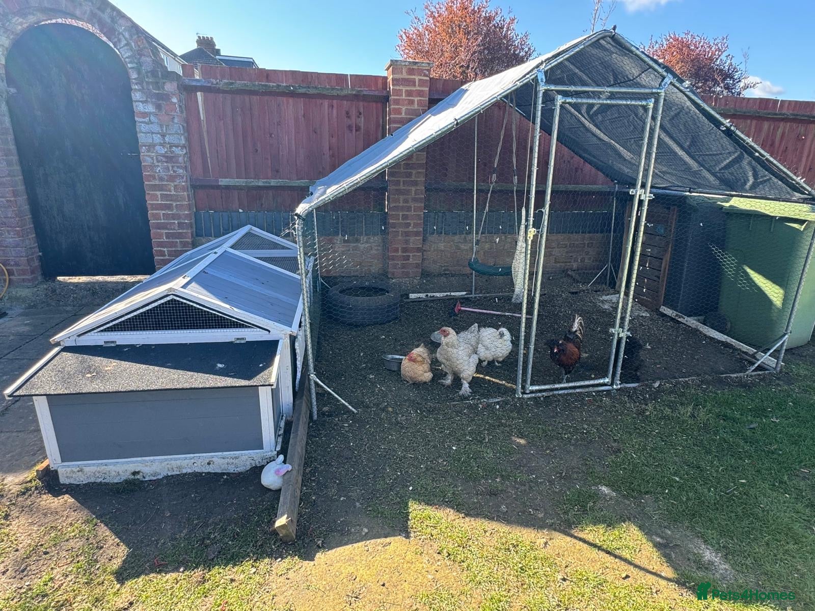 Chickens poultry Chicks and adults for sale poish mixed silkies  - Advert 1