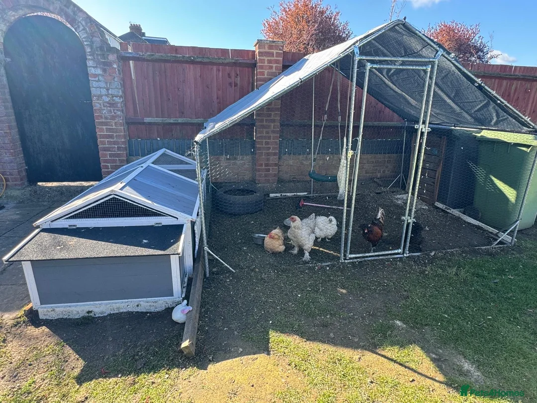 Chickens poultry for sale: Chicks and adults for sale poish mixed silkies  - Advert 1