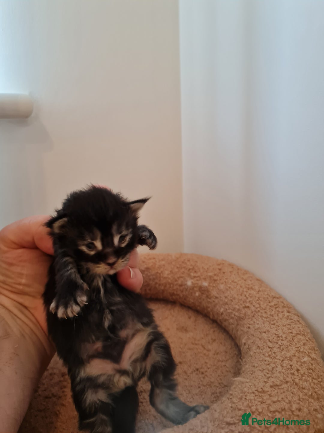 Maine Coon cats for sale: Maine coon kittens  - Advert 22