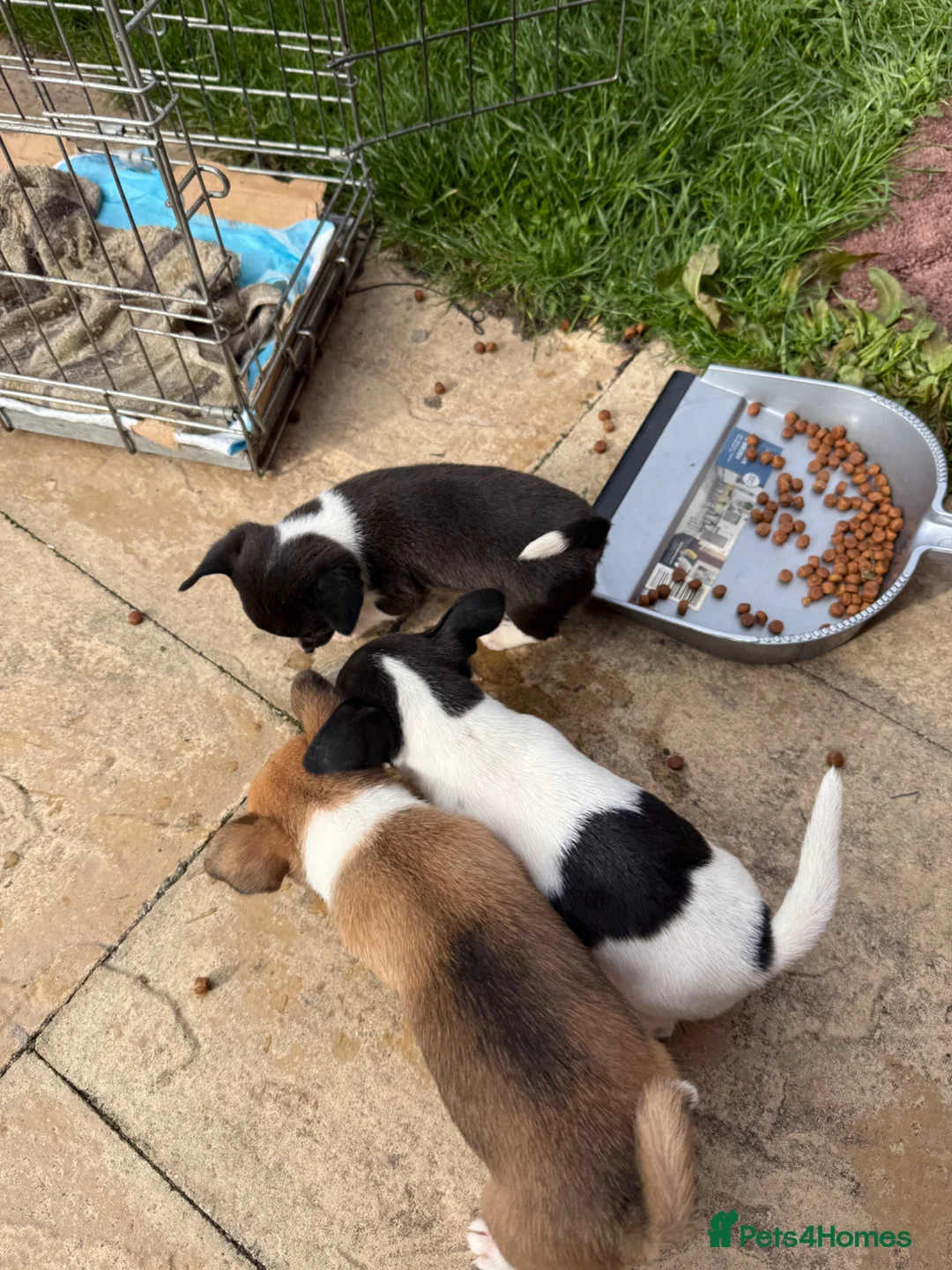 Jack Chi dogs for sale: Hi for sale is my 2 jackchi male puppy’s  - Advert 7