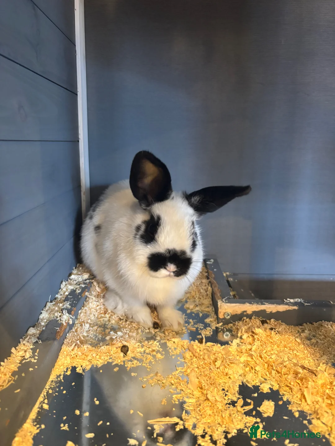 Mixed Breed rabbits for sale: Male and female rabbit in Lincoln - Advert 6