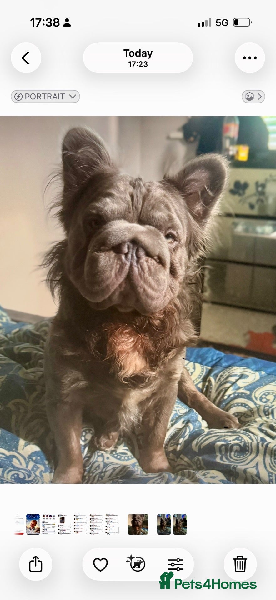 French Bulldog dogs French bulldog  - Advert 1