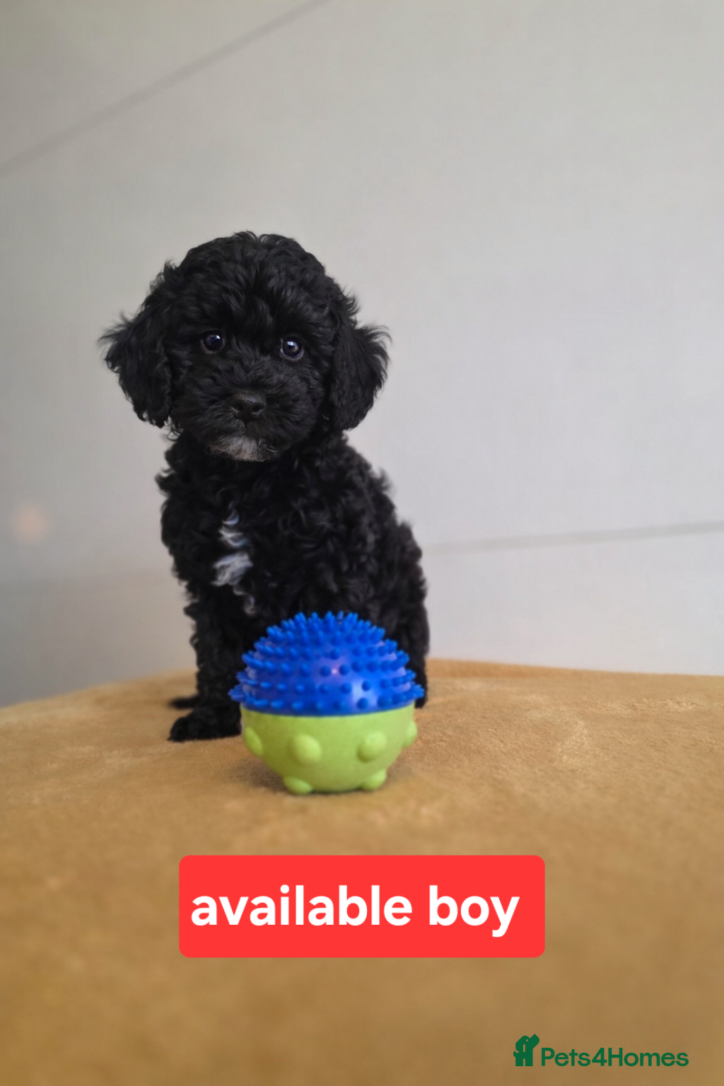 Cockapoo dogs Cockapoo 1 Black Boys Available  - Advert 7