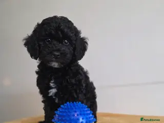 Cockapoo dogs Cockapoo 1 Black Boys Available - Advert 7
