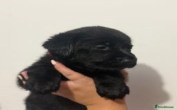 Labrador Retriever dogs for sale: Labrador Puppies available  - Image 5