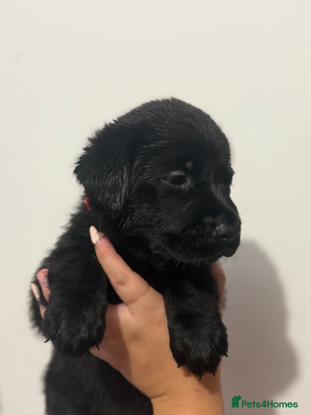 Labrador Retriever dogs for sale: Labrador Puppies available  - Image 5