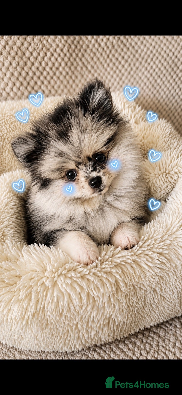 Pomeranian dogs Little bundles of fluffy joy - Advert 19