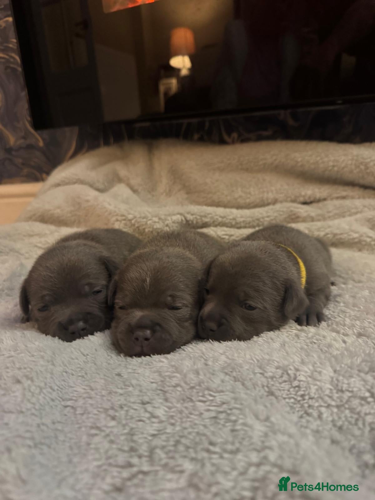 Staffordshire Bull Terrier dogs KC REG BEAUTIFUL BLUE STAFFS+ CHAMPION BLOOD LINES - Advert 1