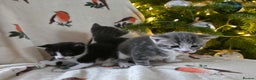 Mixed Breed cats for sale: Gorgeous kittens - Advert 7