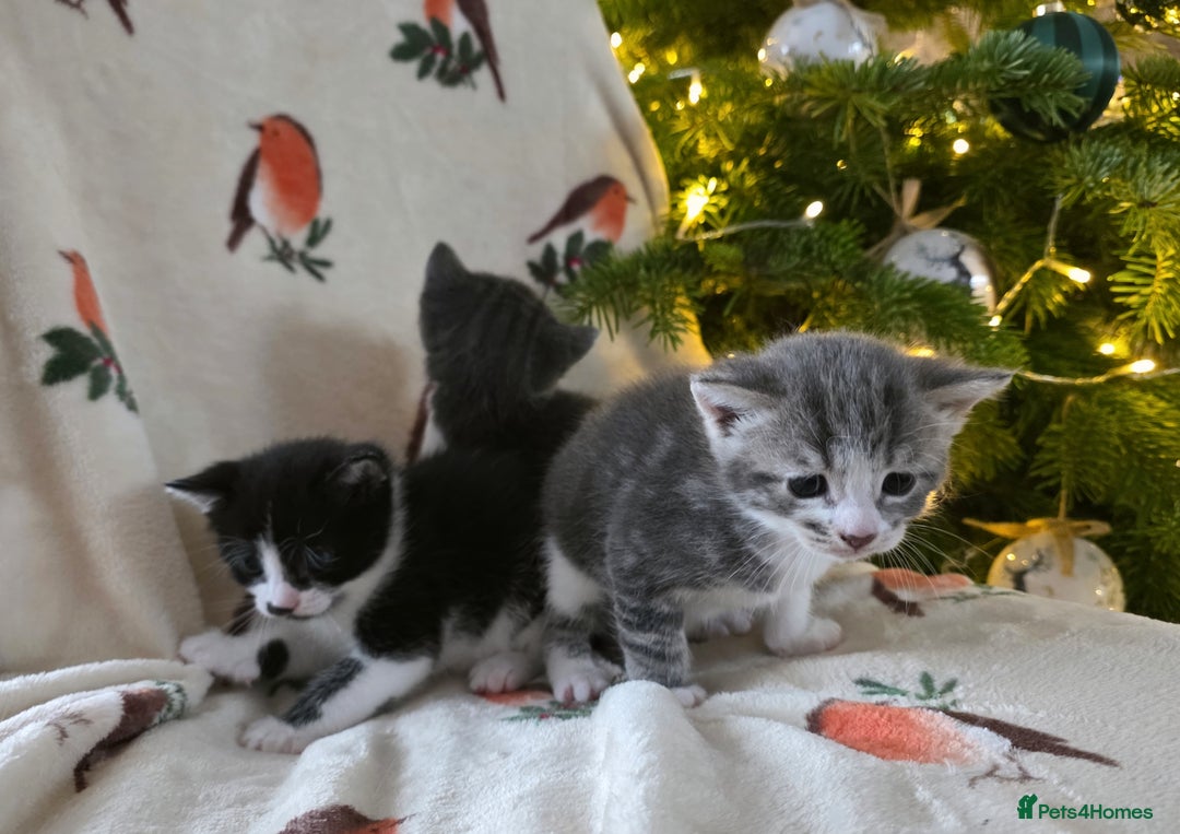 Mixed Breed cats for sale: Gorgeous kittens - Advert 7