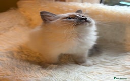 Ragdoll cats for sale: Stunning 💎 Ragdoll blue point girl kitten - Image 5