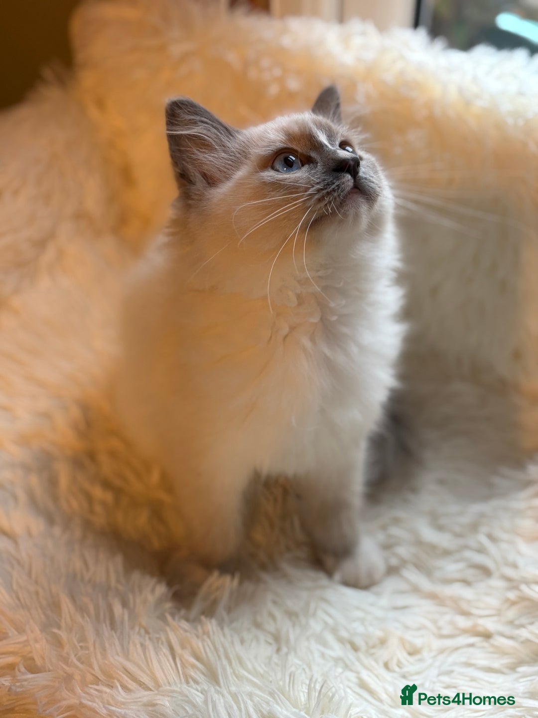Ragdoll cats for sale: Stunning 💎 Ragdoll blue point girl kitten - Image 5