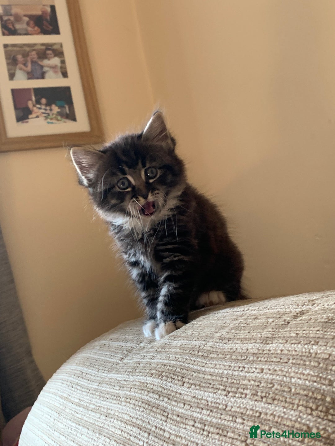 Mixed Breed cats for sale: 4 kittens for sale 2 girls 2 boys - Image 18