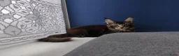 Maine Coon cats for sale: Leo Alexander TitaniumCat - Maine coon kitten 😍  - Advert 4