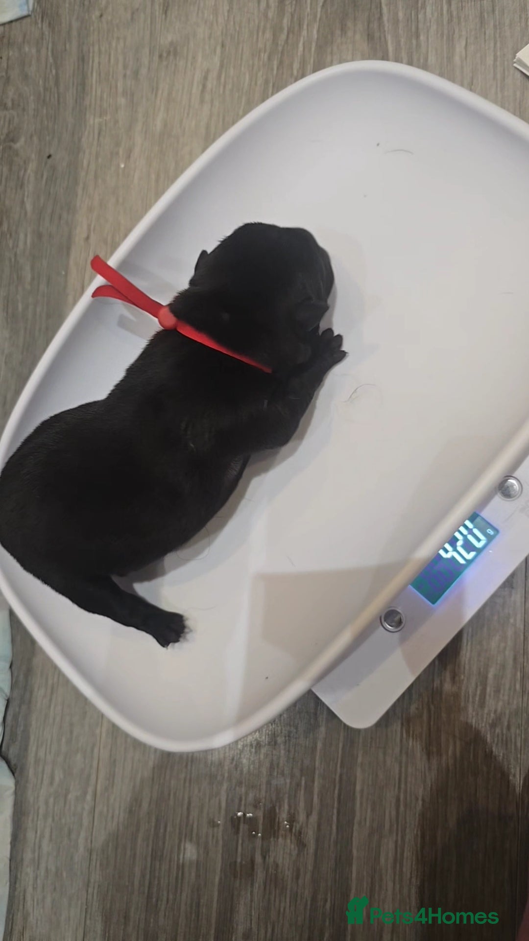 Mixed Breed dogs for sale: Chaffy puppies - Image 12