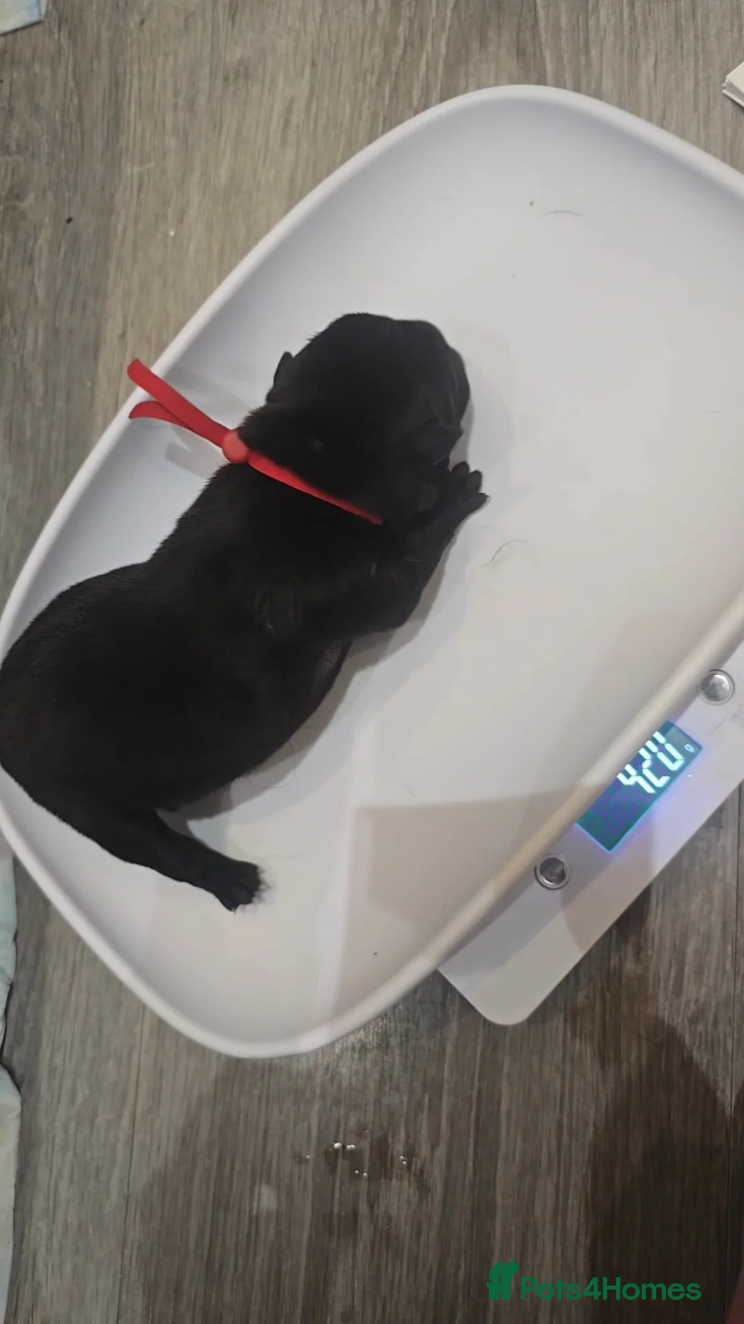 Mixed Breed dogs for sale: Chaffy puppies - Advert 10