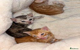 Bengal cats for sale: Unique Bengal Kittens  - Image 13