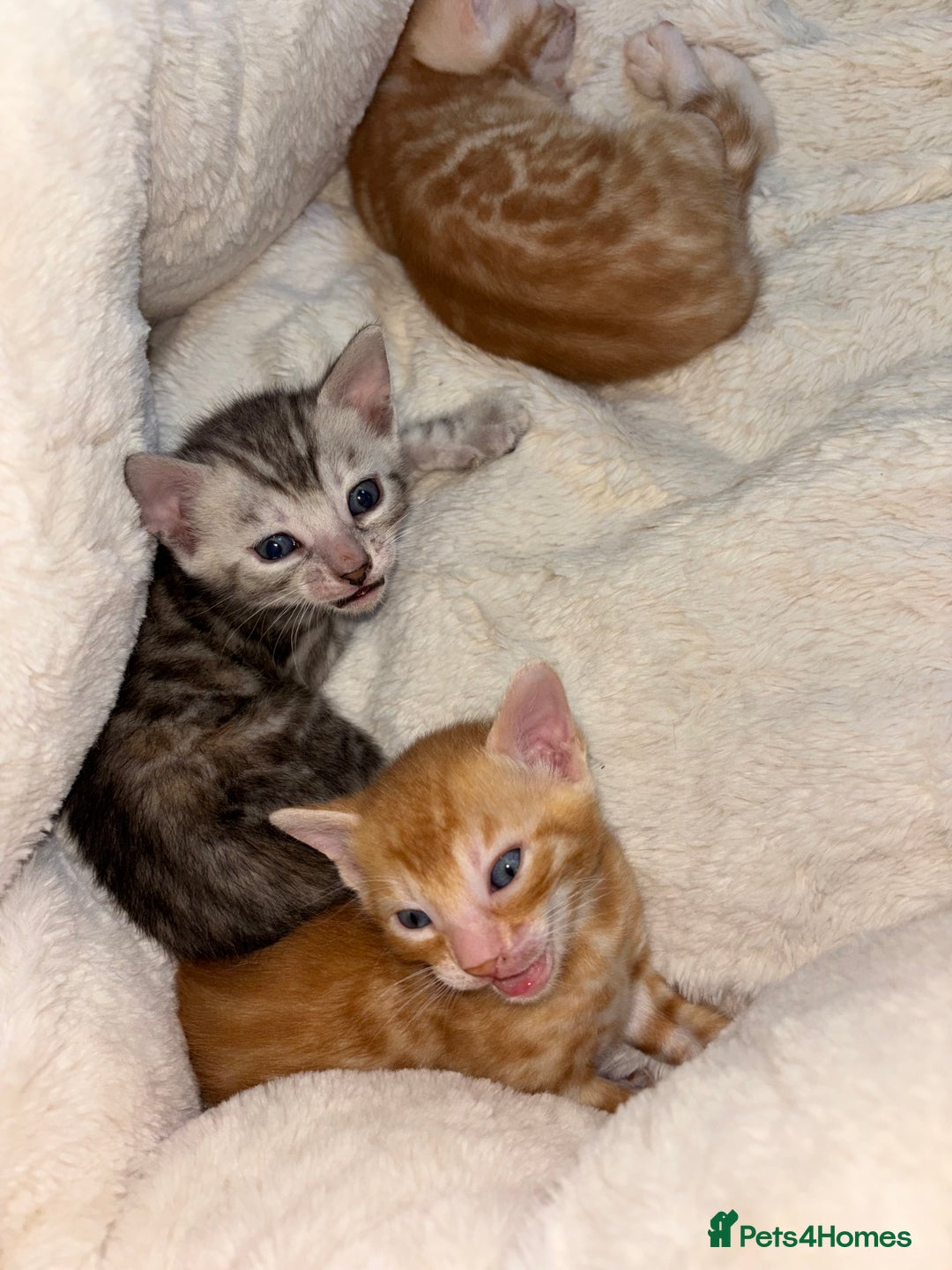 Bengal cats for sale: Unique Bengal Kittens  - Image 13