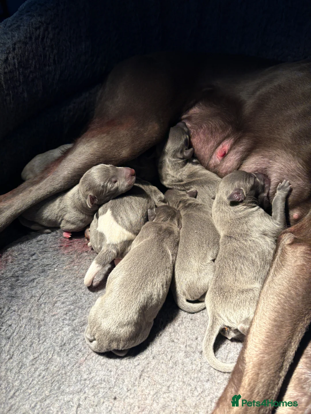Whippet dogs for sale: Whipets Puppies - Advert 2