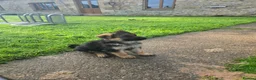 German Shepherd dogs for sale: Gorgeous German shepherd puppies - Advert 22