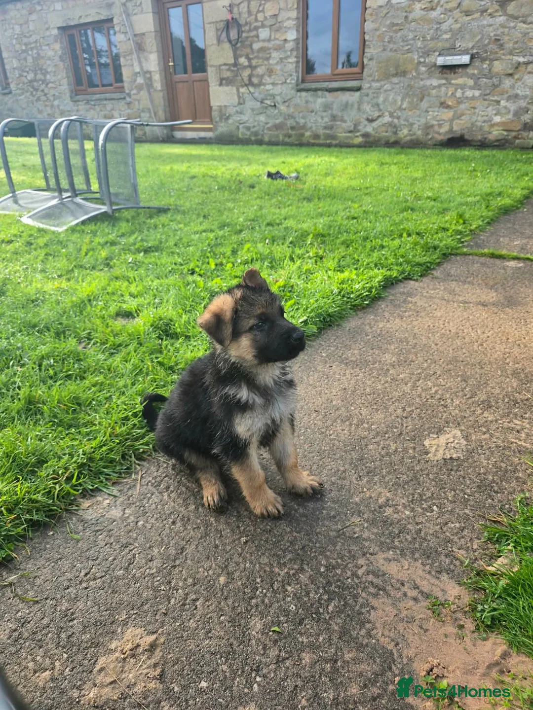 German Shepherd dogs for sale: Gorgeous German shepherd puppies - Advert 22