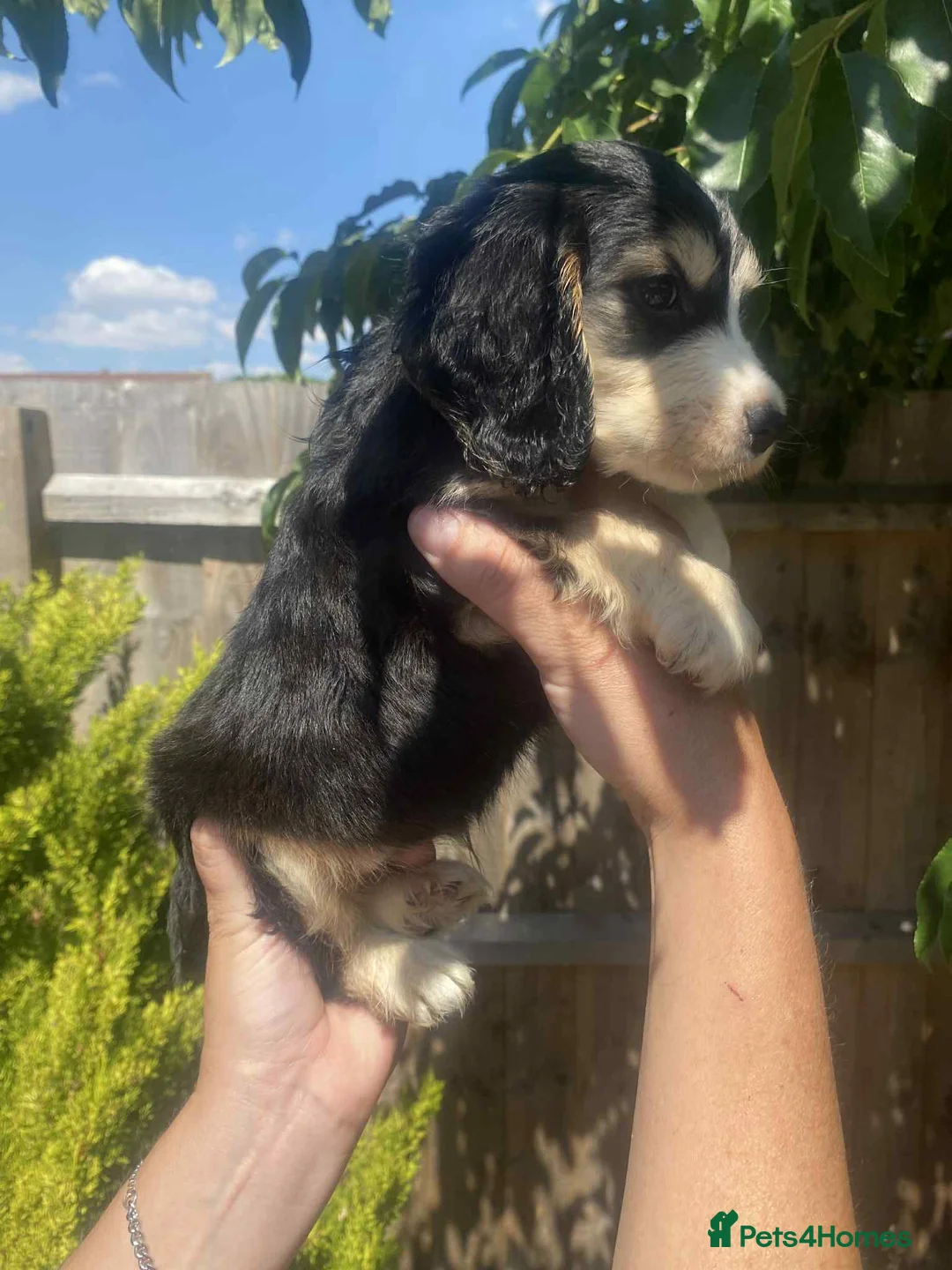 Gallery Image {{count}}