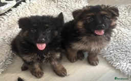German Shepherd dogs for sale: Stunning long haired chunky German Shepard pups.  - Image 14
