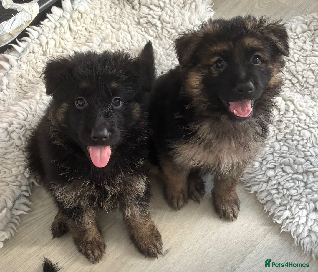 German Shepherd dogs for sale: Stunning long haired chunky German Shepard pups.  - Image 14