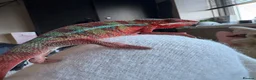 Chameleon reptiles for sale: male panther chameleon  in Rotherham - Advert 3
