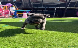 Staffordshire Bull Terrier dogs for sale: staffy puppies - Image 4