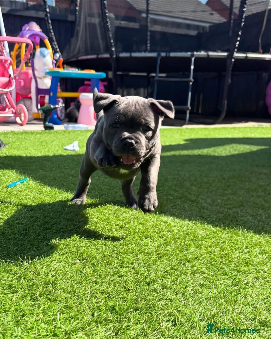 Staffordshire Bull Terrier dogs for sale: staffy puppies - Image 4