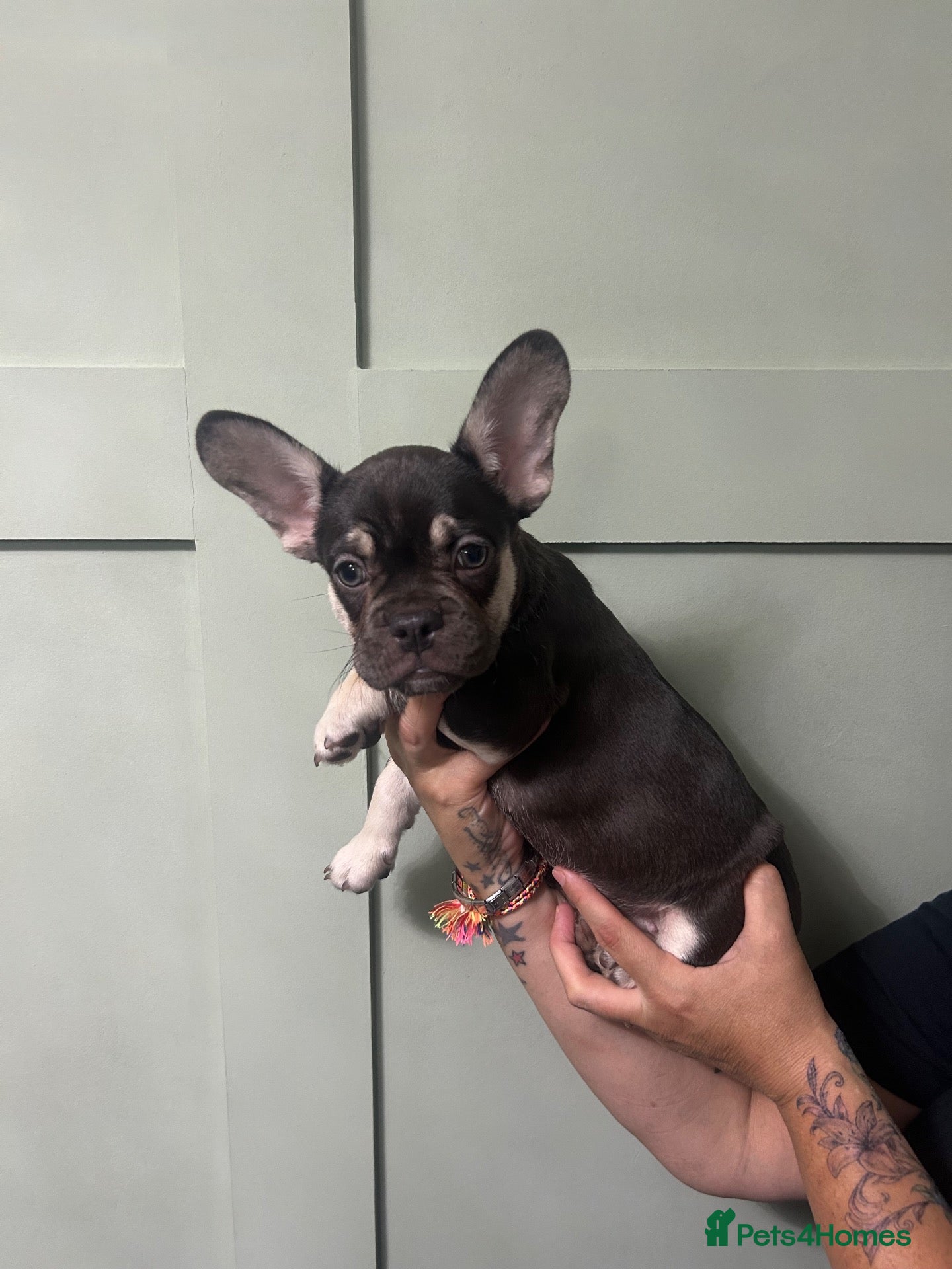 French Bulldog dogs French bulldog puppy’s - Advert 1