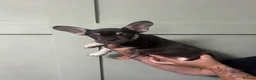 French Bulldog dogs for sale: French bulldog puppy’s - Advert 1