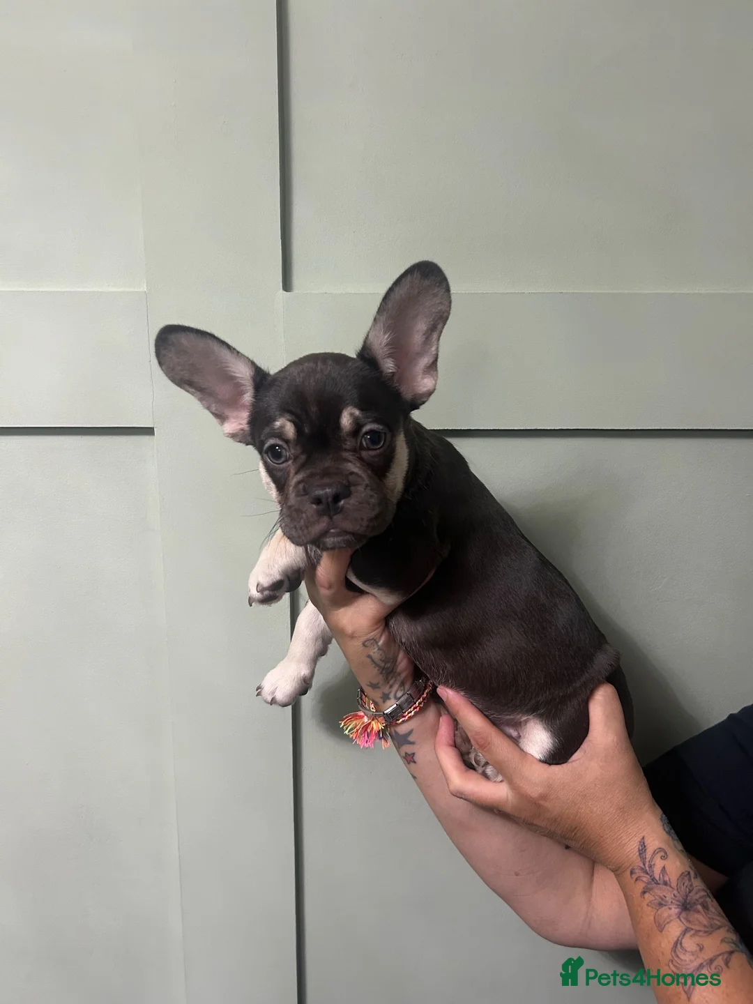 French Bulldog dogs for sale: French bulldog puppy’s - Advert 1