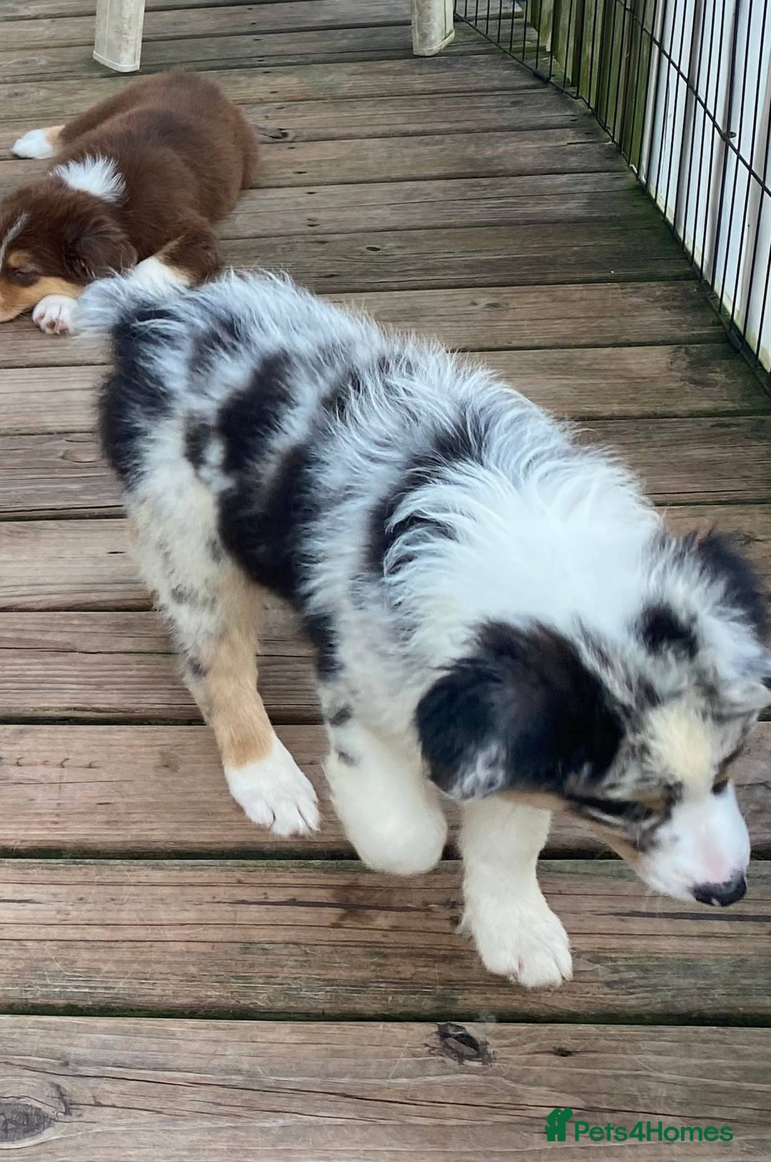 Australian Shepherd dogs for sale: our final Australian Shepherd litter for sale - Image 4