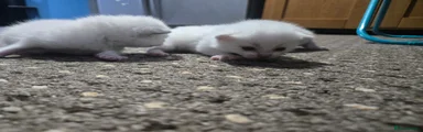 Scottish Fold 2 - white
