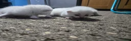 Scottish Fold cats for sale: 4 Beautiful Kittens Ready Soon 🐾 in Worcester - Advert 23