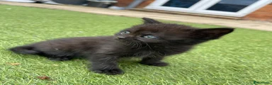Mixed Breed Kitten 8