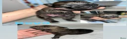 Pomeranian dogs for sale: *Reduced Full Pomeranians 6 puppies* - Advert 17
