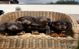 Miniature Dachshund dogs for sale: READY NOW. Miniature long hair dachshund 🤍 - Image 11