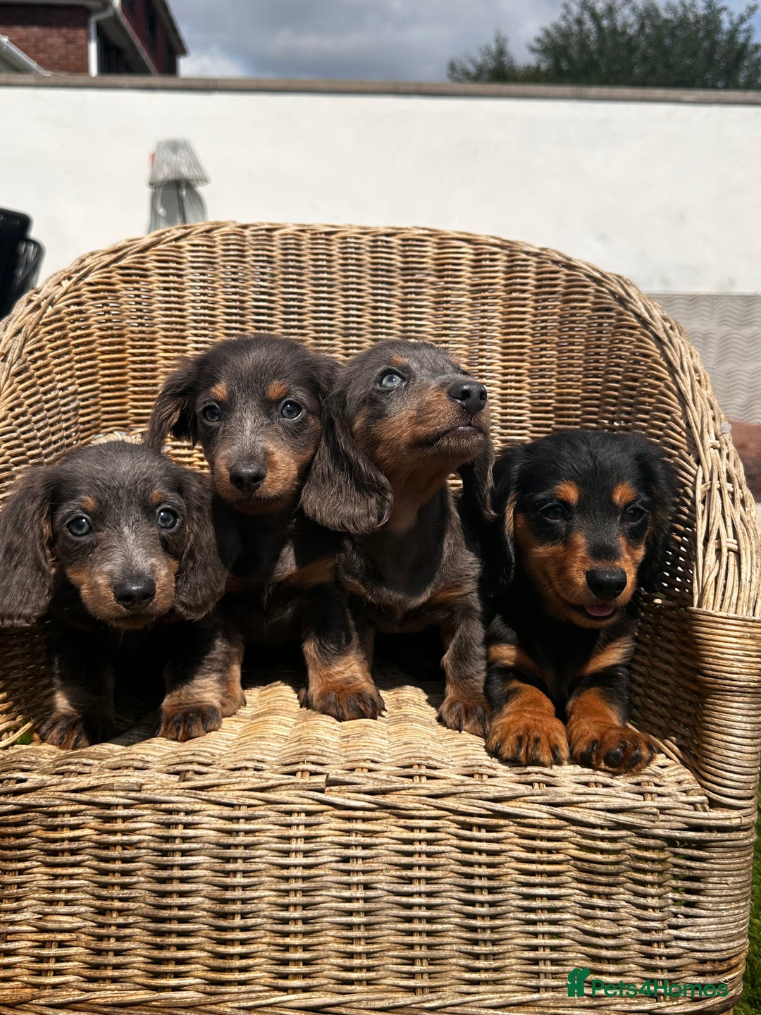 Miniature Dachshund dogs for sale: READY NOW. Miniature long hair dachshund 🤍 - Image 11