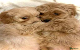 Cavapoo dogs for sale: Cavapoo puppy’s Extensively health tested parents - Image 11