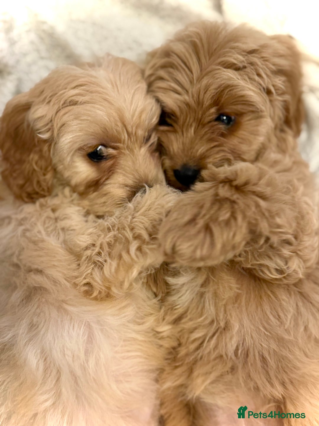 Cavapoo dogs for sale: Cavapoo puppy’s Extensively health tested parents - Image 11