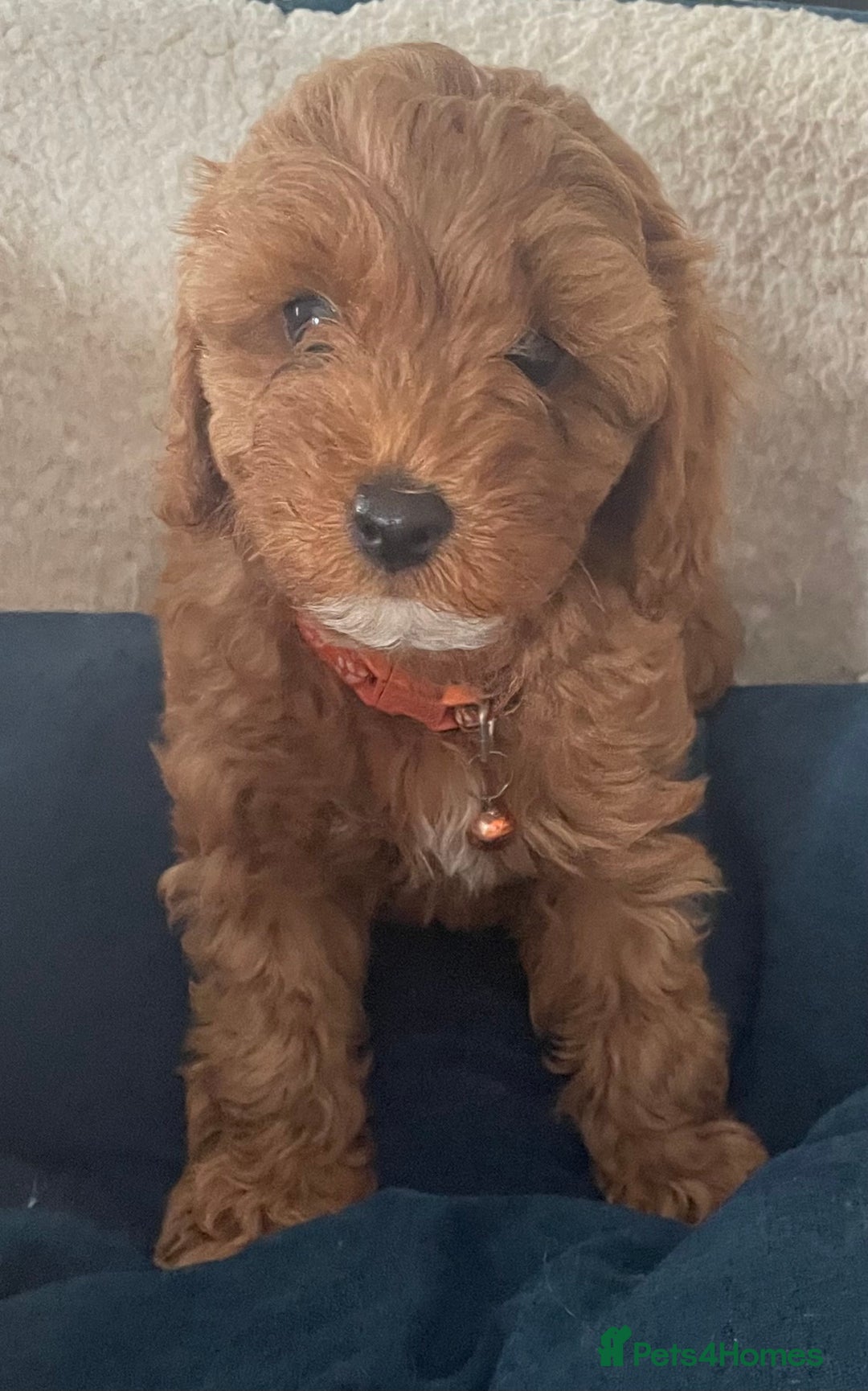Cavapoo dogs for sale: F1b Cavapoo Puppies - Image 6