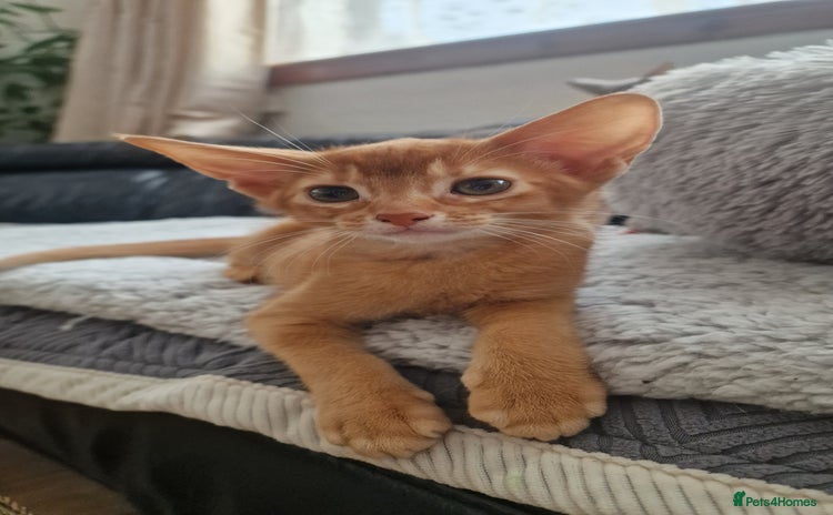 Abyssinian cats - Advert 5